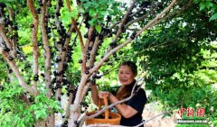 (乡村行·看振兴)广东西和村:嘉宝果喜迎丰收 带动富农增收