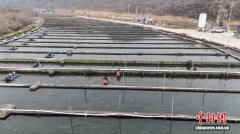 河南林州：太行山下养出冷水“致富鱼”