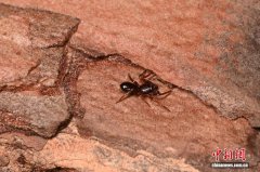 江西发现蜘蛛新种井大平蛛 将平蛛属分布范围从非洲扩展至东亚