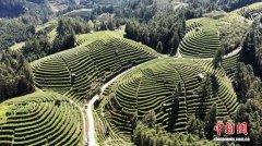 广西三江:侗乡春茶产销两旺